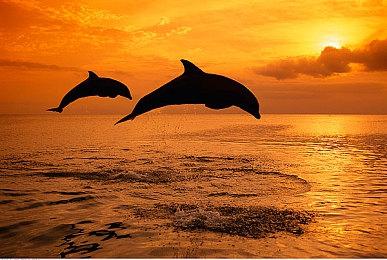 《怪物猎人崛起：曙光》新活动任务 奖励报酬迅炼丹